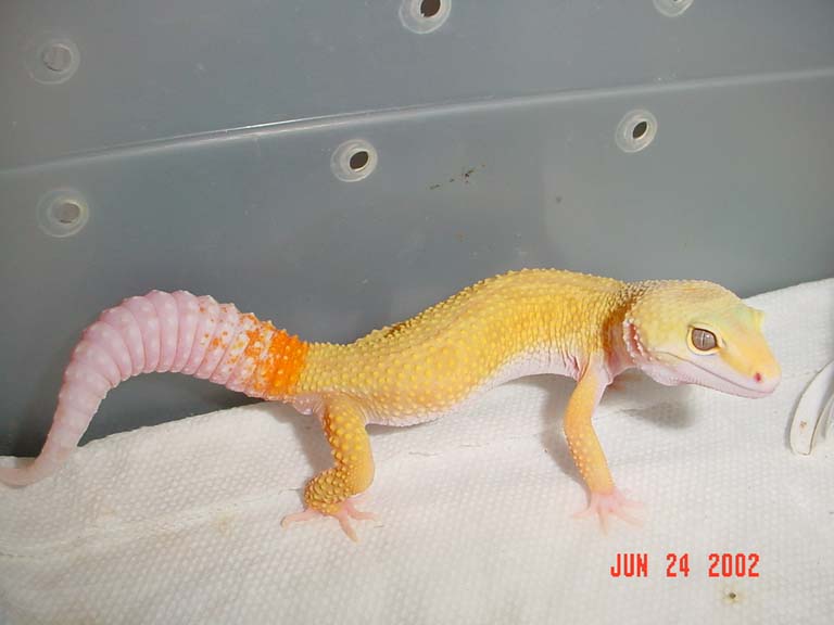 My Best Patternless Albino for 2002