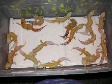 some patternless albino project animals