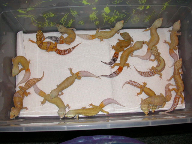 some patternless albino project animals