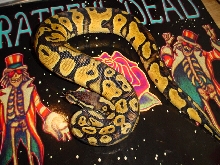 pastel male, mark bell stock