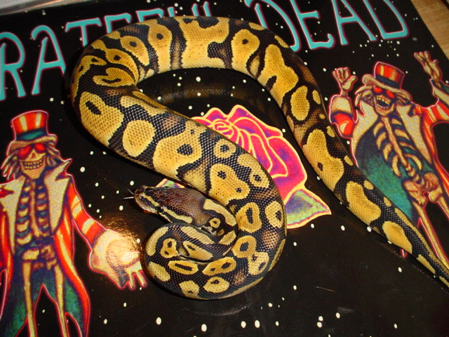 pastel male, mark bell stock