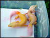 Lots of variation in Patternless Albinos