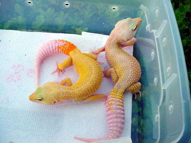 Lots of variation in Patternless Albinos