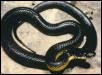 patternless eastern chain king