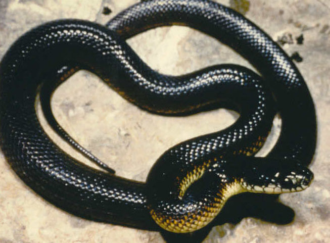 patternless eastern chain king