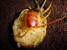 Texas redhead / Scolopendra heros castaneiceps, with babies