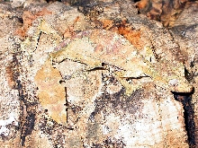 male phantasticus