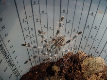 Poecilotheria miranda