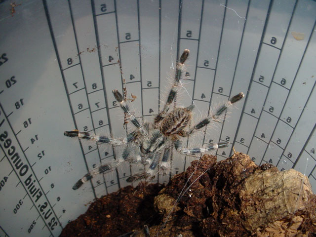 Poecilotheria miranda