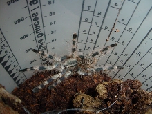 Poecilotheria miranda