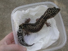 Pokka, my new male..Thanks Joyce!!