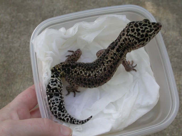 Pokka, my new male..Thanks Joyce!!