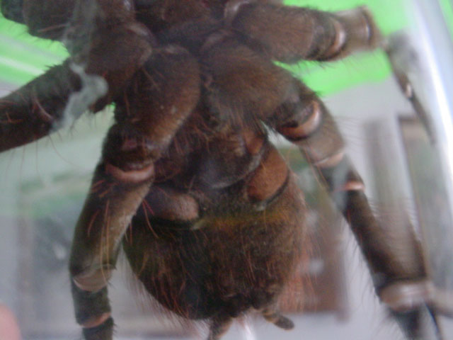 Female T. blondi?