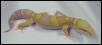 Rainwater Albino