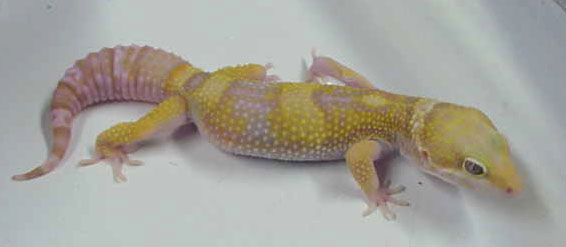 Rainwater Albino