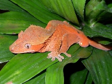 red male
