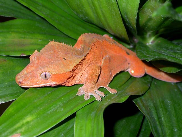 red male