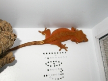 subadult red female ciliatus
