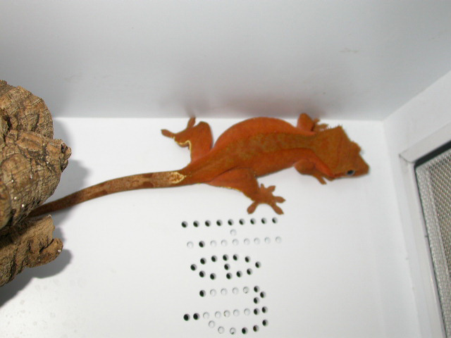 subadult red female ciliatus