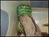 Gonyosoma