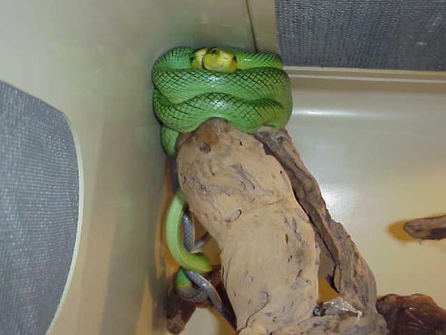 Gonyosoma