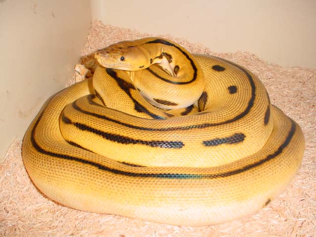 7 1/2 foot super tiger, a sweetheart of a serpent