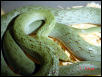 rhino rat snake