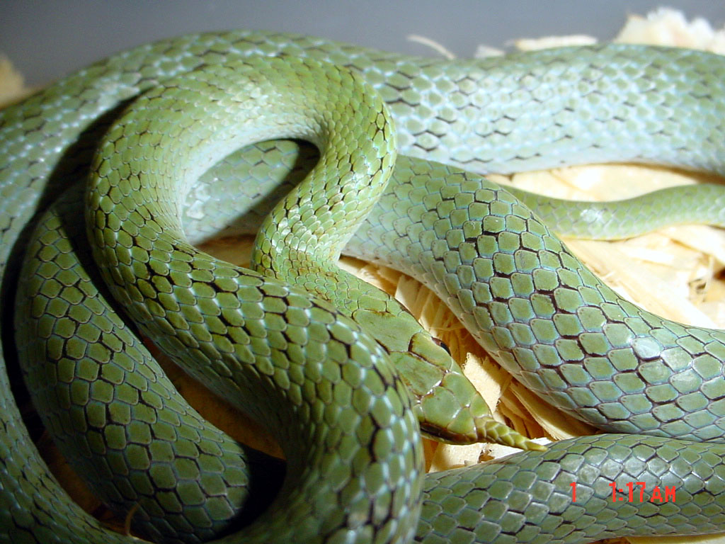 rhino rat snake