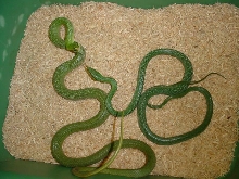 Rhincophis pair