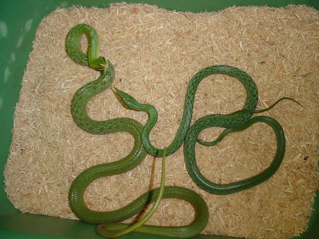 Rhincophis pair