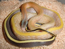 male ridleyi