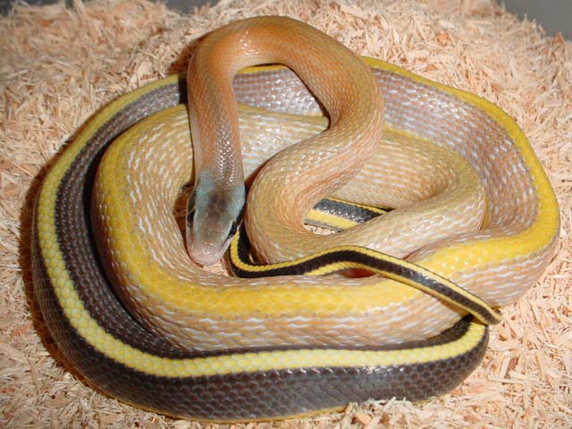 male ridleyi