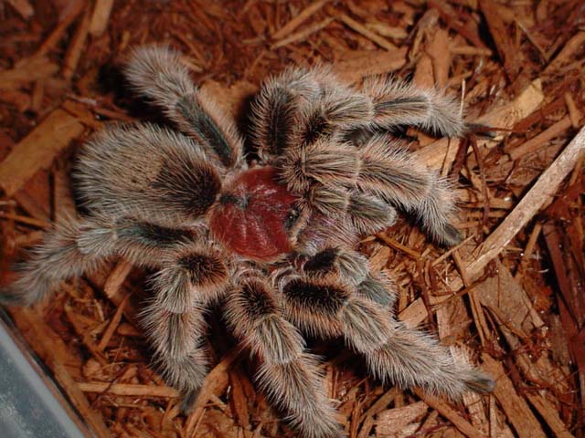 Chilean Rosehair