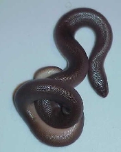 rubber boa