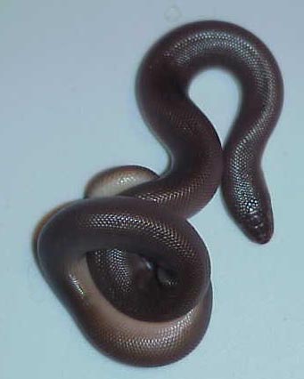 rubber boa