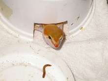 Rudolf the "Red" Nosed Gecko!