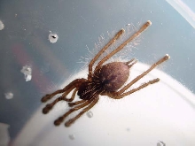 P. rufilata sling