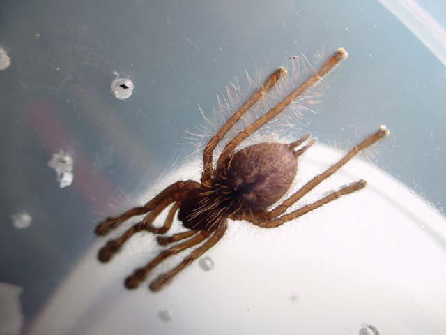 P. rufilata sling