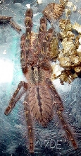 Poecilotheria rufilata sling