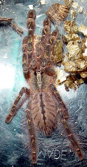Poecilotheria rufilata sling