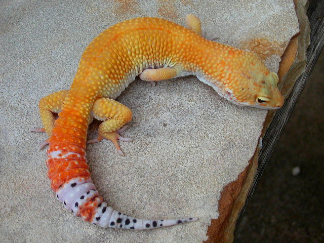 "Rusty" male SHTCT