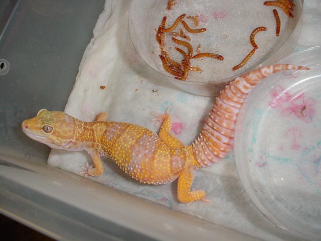 Favorite Rainwater Female