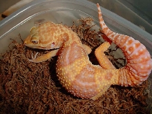 Female Rainwater Albino