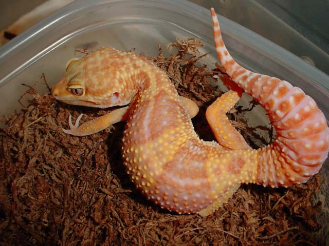 Female Rainwater Albino