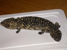 shingleback skink