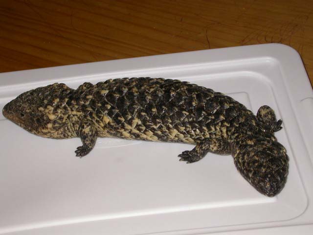 shingleback skink
