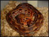 female acrantophis
