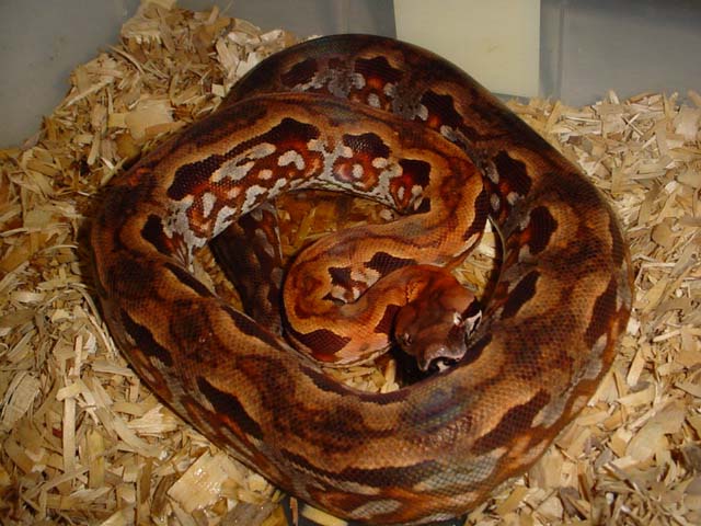 female acrantophis