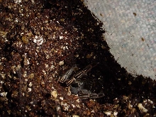 A. seemanni is definitely a burrowing species