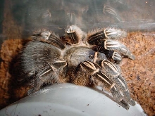 Aphonopelma seemanni - Costa Rican Zebra